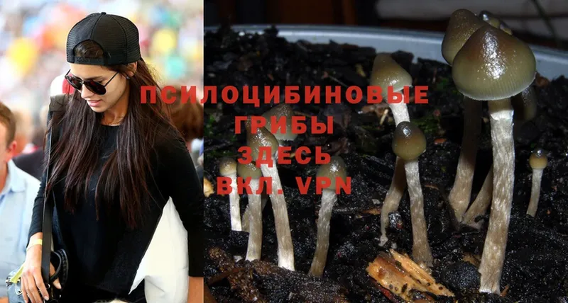 Псилоцибиновые грибы Psilocybe  дарнет шоп  Ижевск 